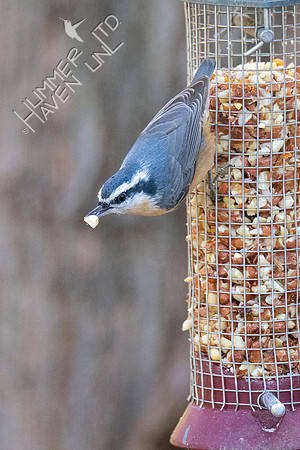 11-15-21 Red-breasted Nuthatch female