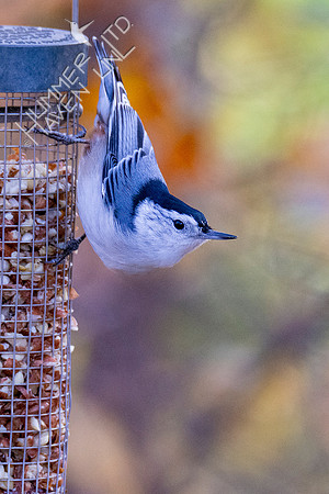 11-15-21 White-breasted Nuthatch