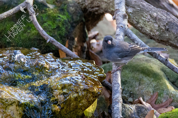 11-15-21 Dark-eyed Junco