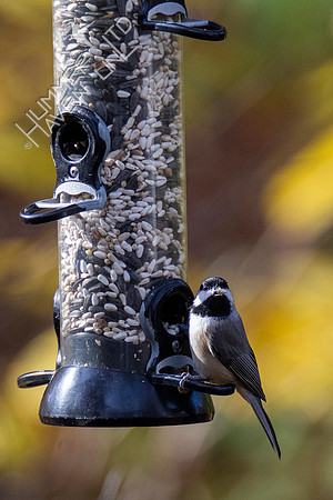 11-16-21 Carolina Chickadee