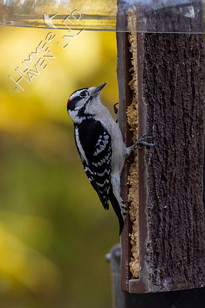 11-16-21 Downy Woodpecker
