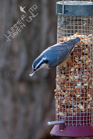 11-16-21 Red-breasted Nuthatch female