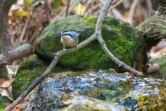 11-16-21 Red-breasted Nuthatch