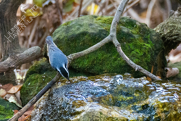 11-16-21 Red-breasted Nuthatch