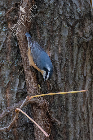 11-16-21 Red-breasted Nuthatch female caching peanut