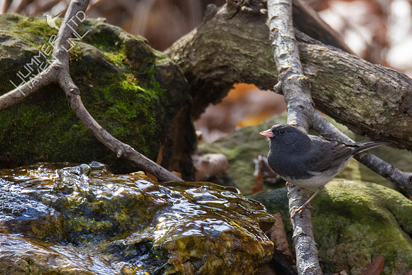 11-16-21 Dark-eyed Junco