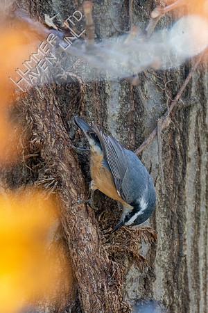 11-16-21 Red-breasted Nuthatch female caching peanut