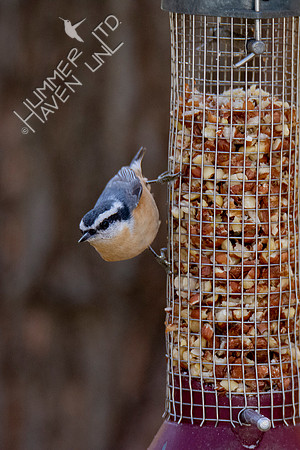 11-16-21 Red-breasted Nuthatch female