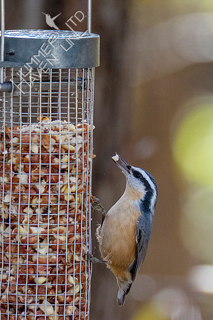 11-16-21 Red-breasted Nuthatch female