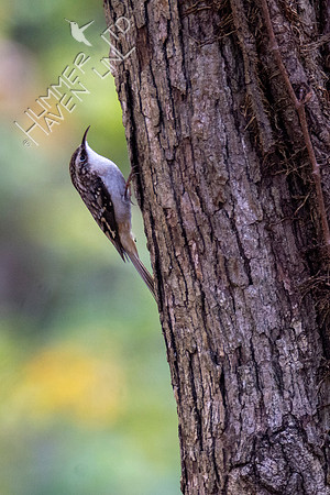 11-16-21 Brown Creeper