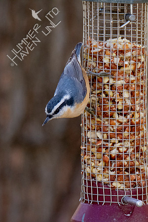 11-16-21 Red-breasted Nuthatch female