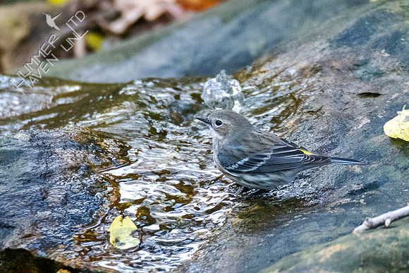 11-17-21 Yellow-rumped Warbler