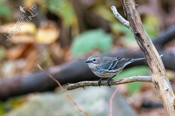 11-17-21 Yellow-rumped Warbler