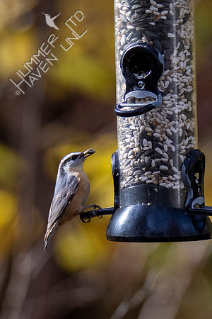 11-16-21 Red-breasted Nuthatch female