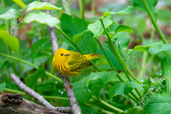 5-3-22 Yellow Warbler