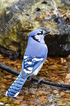 Blue Jay 10-7-16