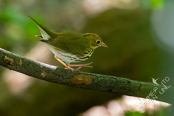 8-30-22 Ovenbird