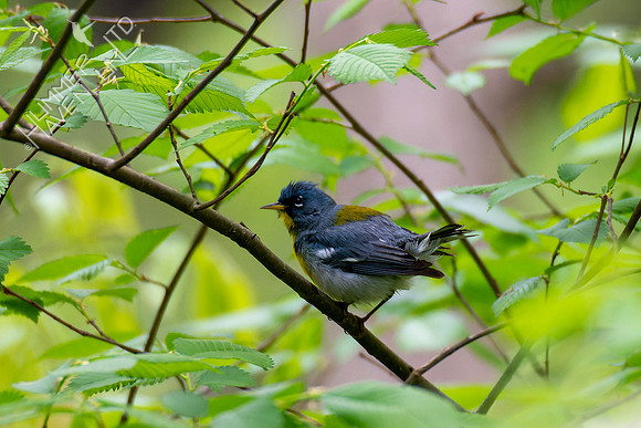 5-3-22 Northern Parula