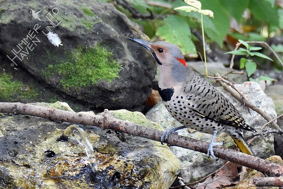 Northern Flicker 10-7-16