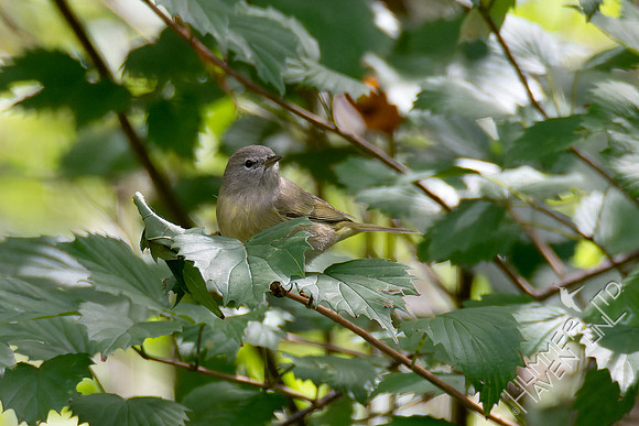 10-14-24 Orange-crowned Warbler in Arrowwood Viburnum