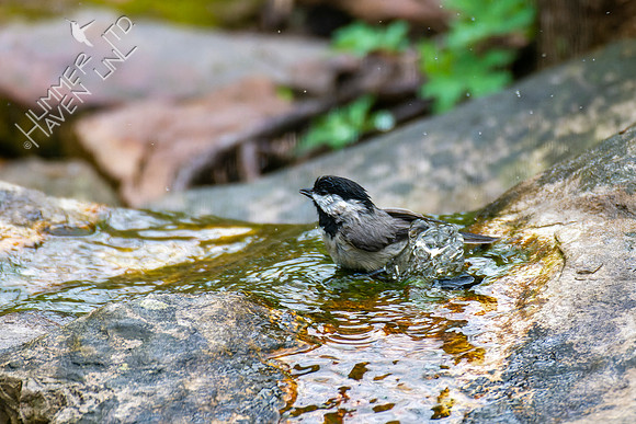 4-12-22 Carolina Chickadee
