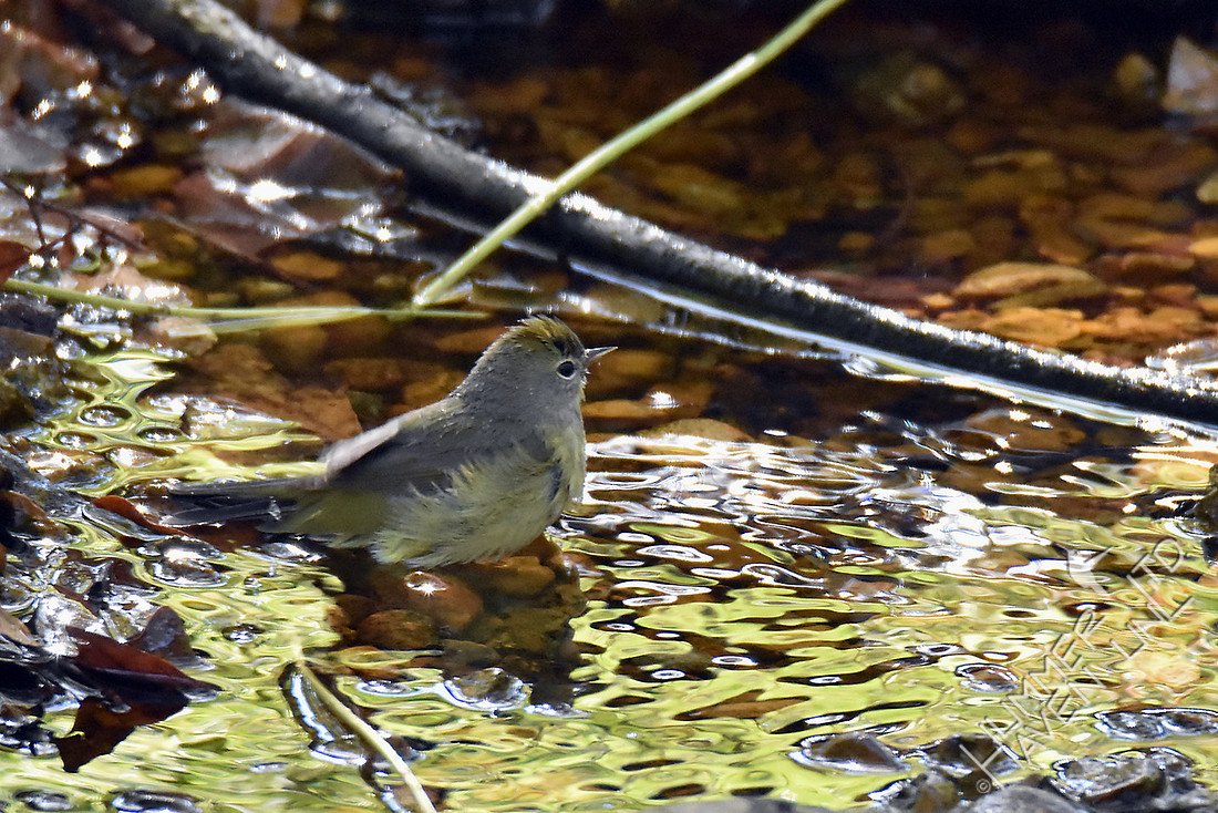 Orange-crowned Warbler 10-22-16