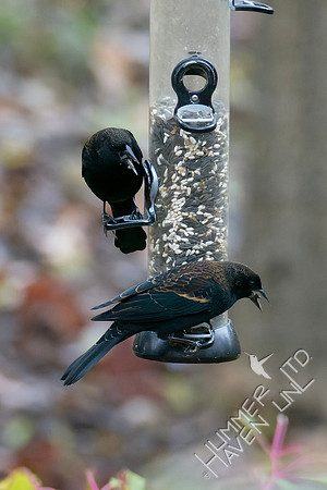 11-92-4 FOS Red-winged Blackbirds