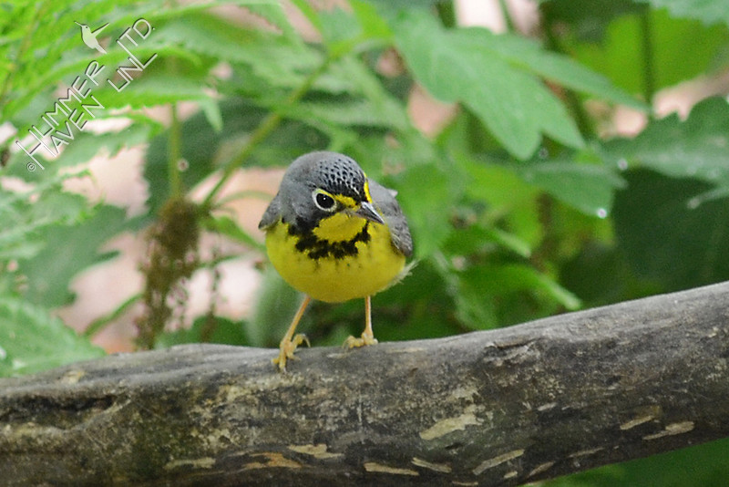 Canada Warbler, first spring male