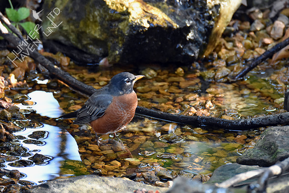 American Robin 10-9-16