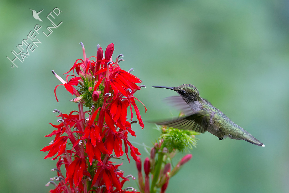 8-4-25 Ruby-throated Hummingbird at Cardinal Flower