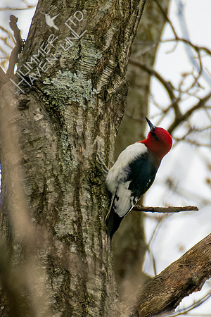 4-13-22 Red-headed Woodpecker juvenile, near adult plumage