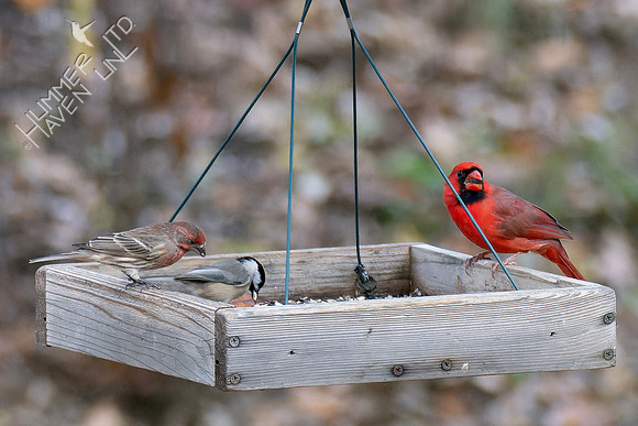 11-9-24 House Finch, Chickadee, Northern Cardinal