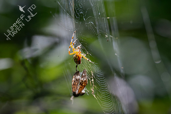9-4-24 Black & Yellow Garden Spider (Argiope aurantia) with Hackberry Emperor Butterfly