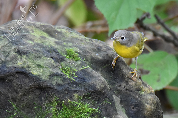 Nashville Warbler 10-6-16