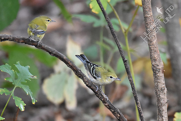 Tennessee and Bay-breasted Warblers 10-6-16