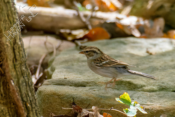 10-14-24 Chipping Sparrow immature