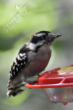 Downy Woodpecker 8-27-16