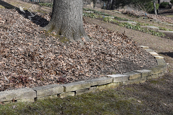 3-1-20 Leaves in front pin oak bed