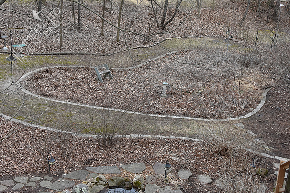 3-1-20 Leaves in E beds and bird and butterfly garden