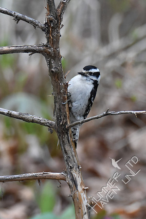 4-4-20 Downy Woodpecker