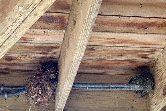 4-3-20 Nests under gazebo