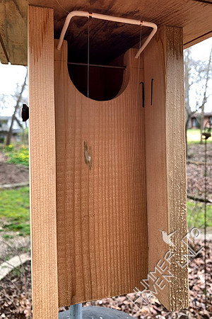 4-4-20 Eastern Bluebird nest box with filament line to deter sparrows