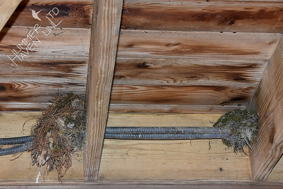 4-5-20 Nests under gazebo