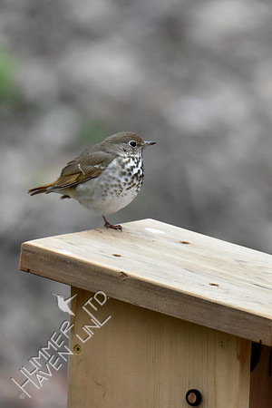 4-5-20 Hermit Thrush- one legged
