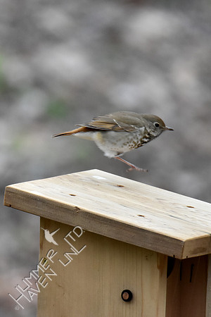 4-5-20 Hermit Thrush- one legged