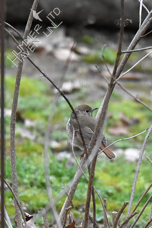4-5-20 Hermit Thrush