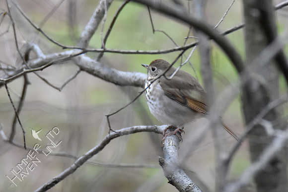 4-5-20 Hermit Thrush