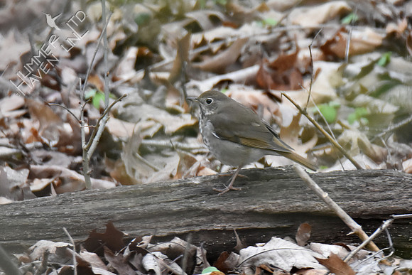4-5-20 Hermit Thrush