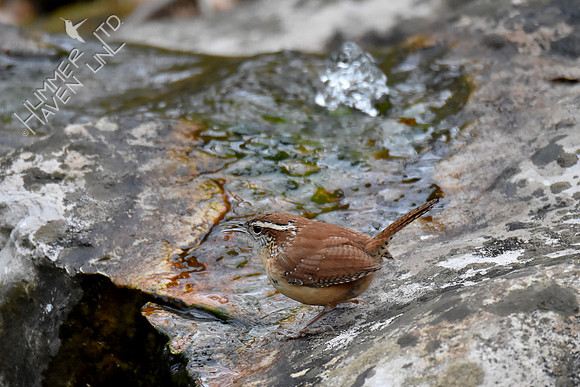 4-5-20 Carolina Wren