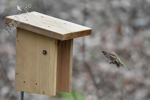 4-5-20 Eurasian Tree Sparrow flutters at nest box
